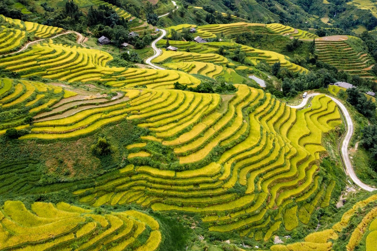 nbthang-the-season-of-ripe-rice-7279448.jpg