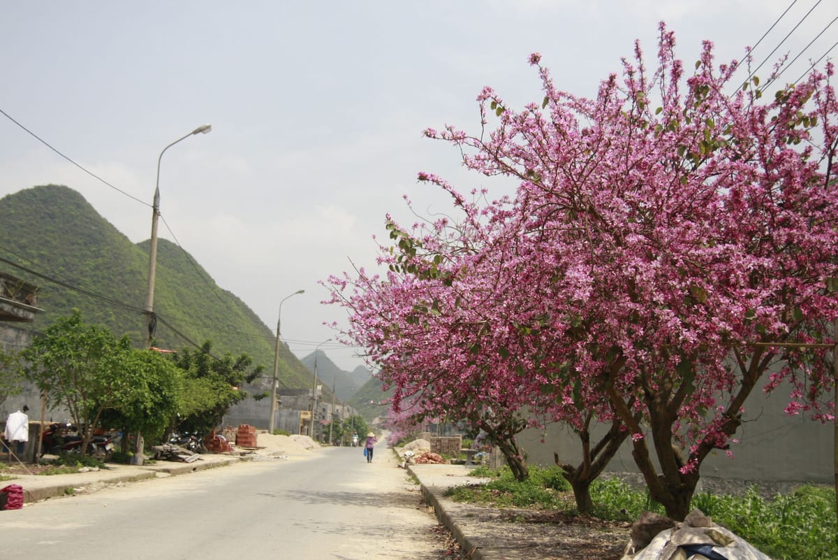 pexels-nguyen-ngoc-tien-1321490019-35325672.jpg