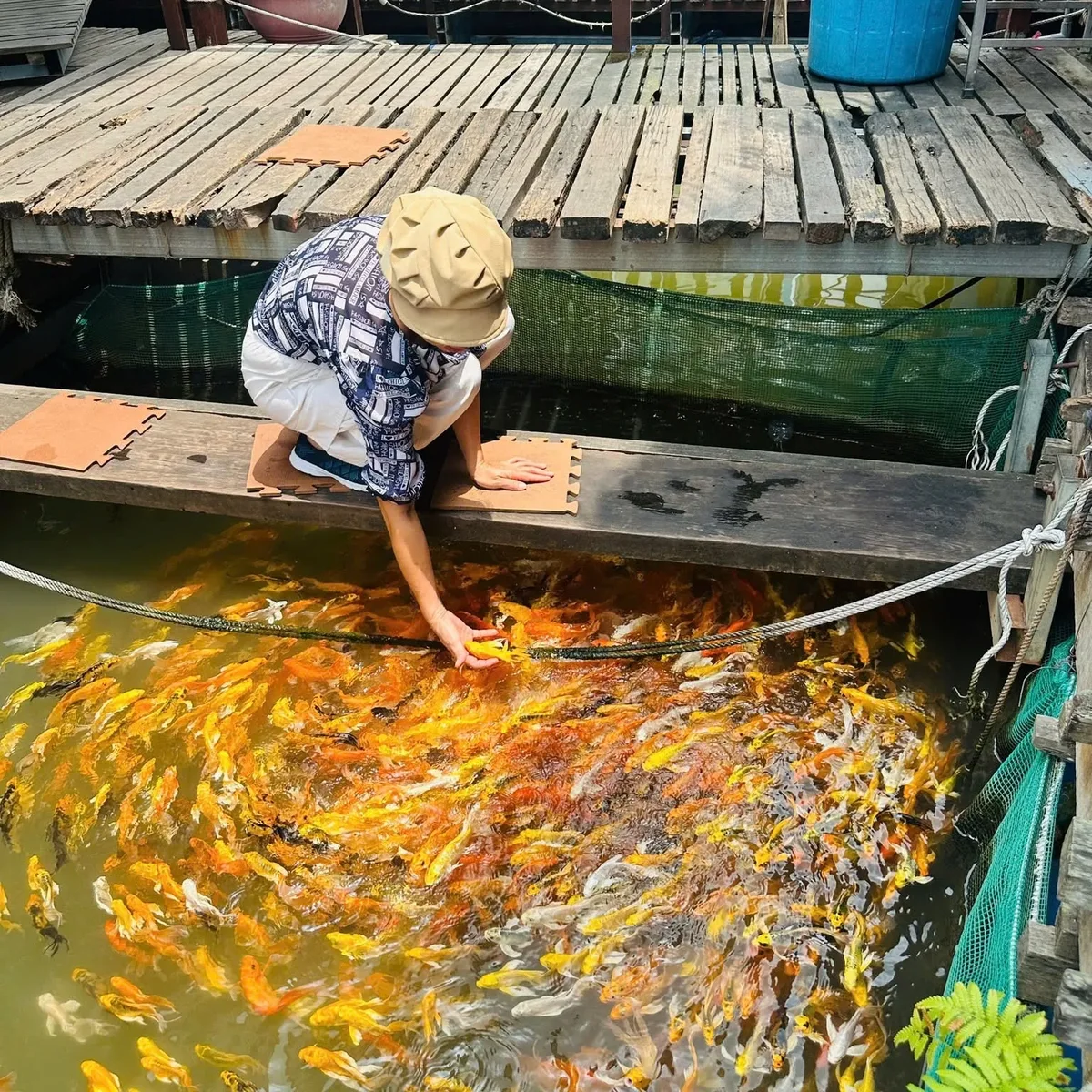 Tourist feeding the famous "massage koi fish" at Cồn Sơn floating raft in Cần Thơ. (Source: Cồn Sơn - Cần Thơ)