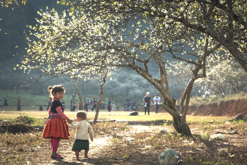 Moc Chau Travel Guide: Things to Do, How to Get There, Food & 3-Day Itinerary