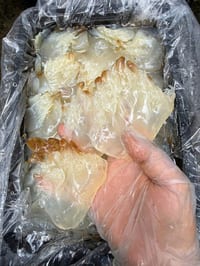 Jellyfish Salad